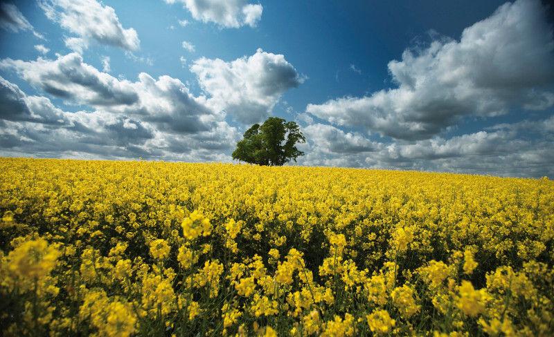 Spojte výkonnost hybridů DEKALB® s excelentní ochranou insekticidu Sivanto® Energy