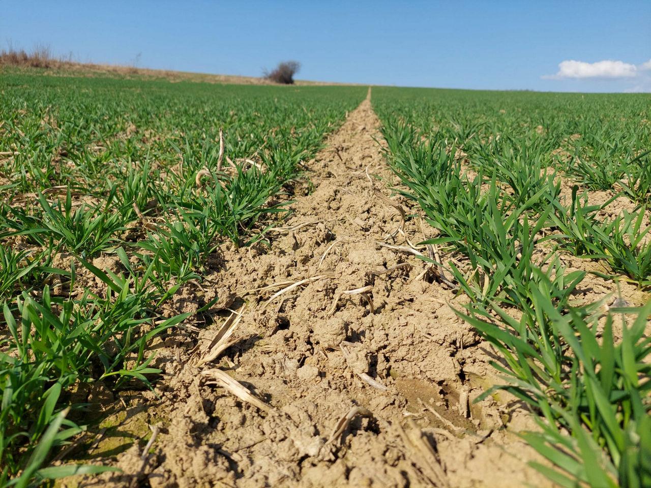 Poslední možnost nákupu herbicidu Cougar Forte® 
