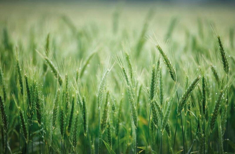 Osvědčená fungicidní jistota v obilninách