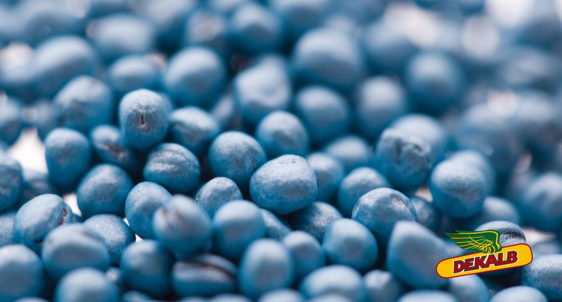 Ochrana řepky na podzim