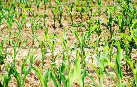 Herbicidní ochrana kukuřice