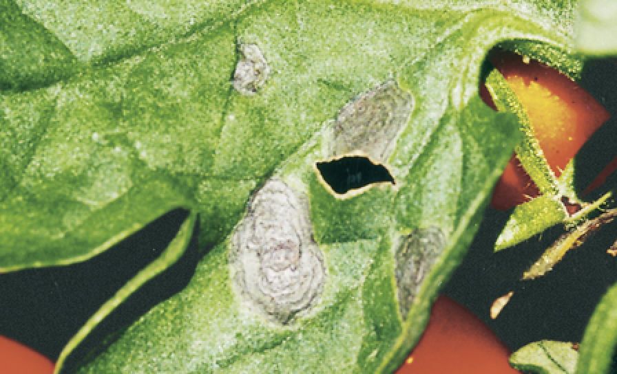 Alternariová skvrnitost rajčete