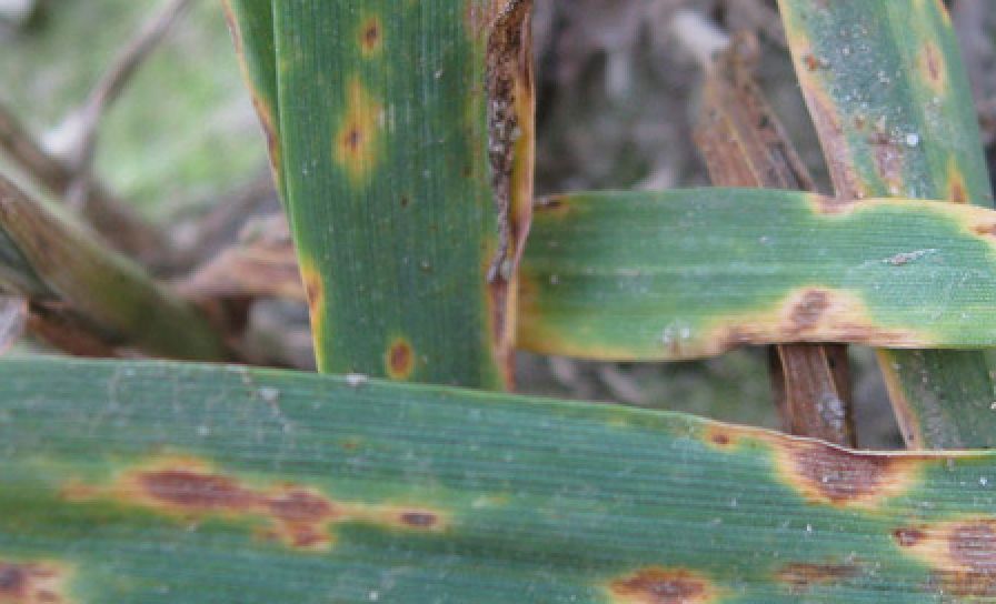 Helminthosporiová světle hnědá skvrnitost pšenice