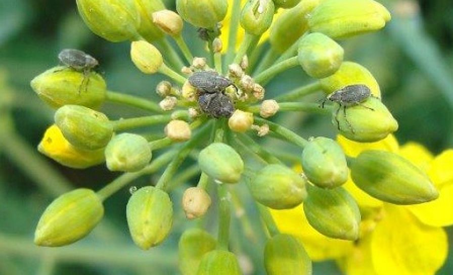 Krytonosec šešulový