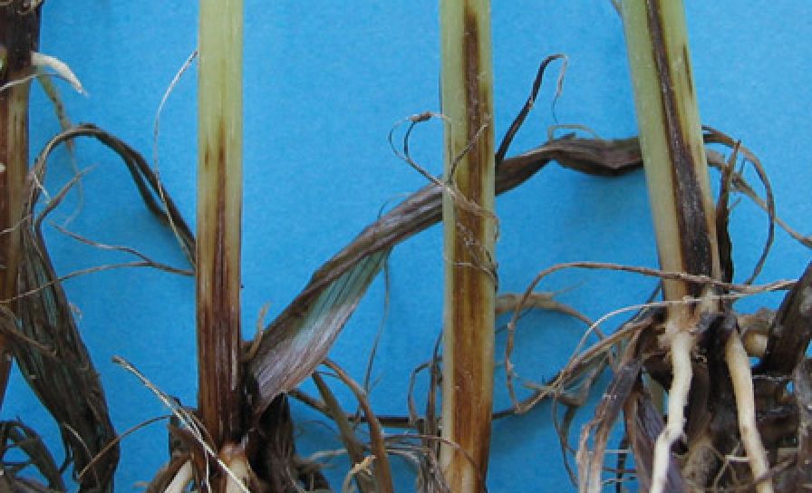 Obecná krčková a kořenová hniloba obilnin