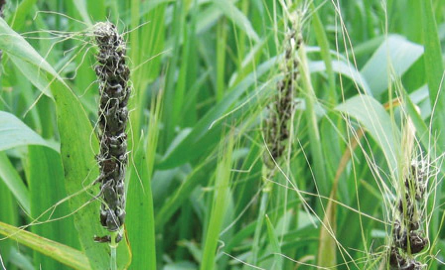 Prašná snětivost ječmene