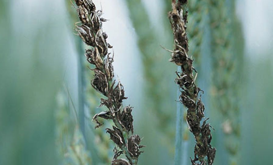 Prašná snětivost pšenice