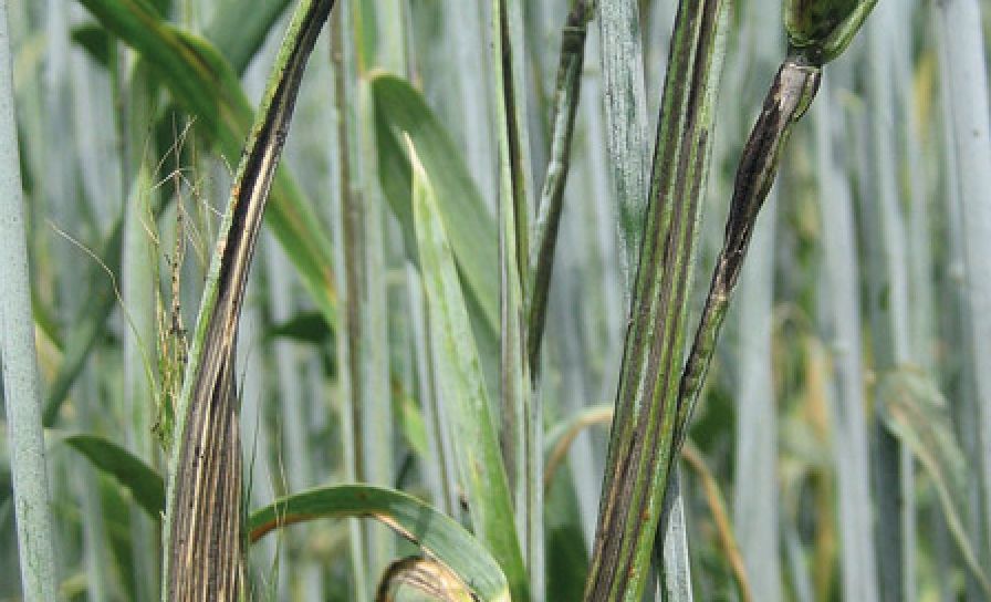 Stébelná pásová snětivost žita