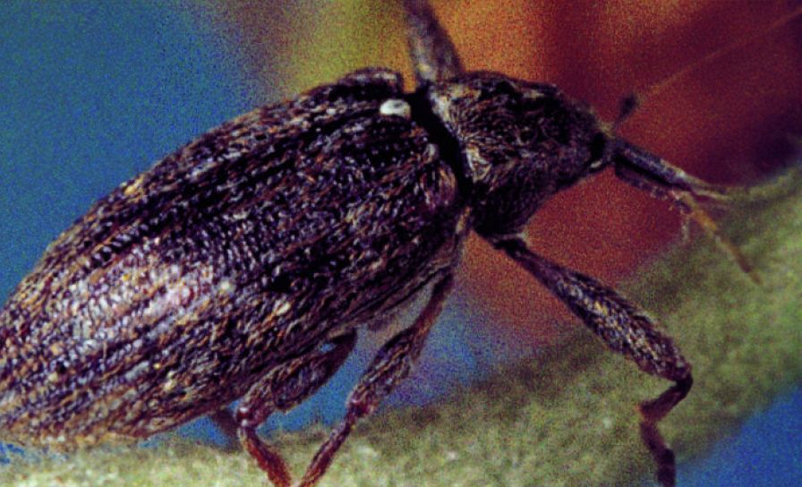 Květopas jabloňový