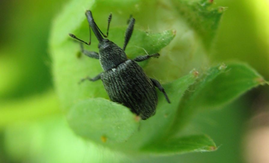 Květopas jahodníkový