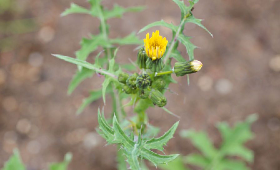 Mléč bylinný (Mléč zelinný)