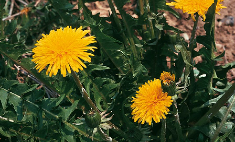 Pampeliška lékařská