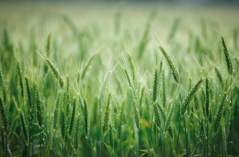 Osvědčená fungicidní jistota v obilninách