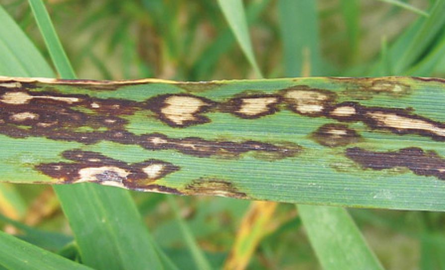 Lemovaná stébelná skvrnitost obilnin