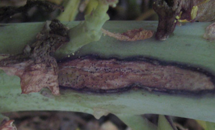 Fomová hniloba brukvovitých