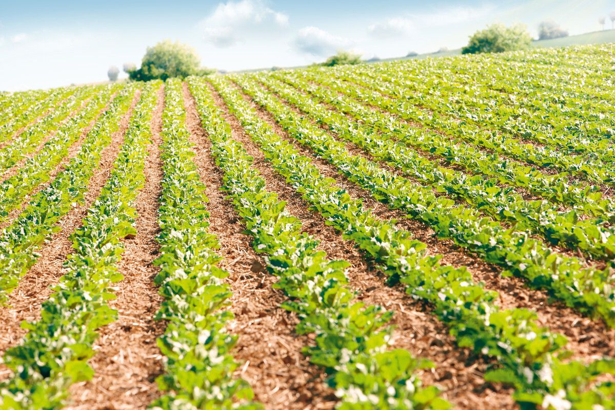 Fungicidní a insekticidní ochrana cukrovky a kukuřice