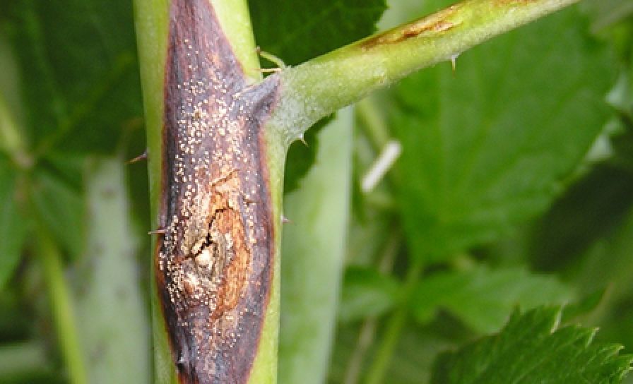 Didymelové odůmírání maliníku