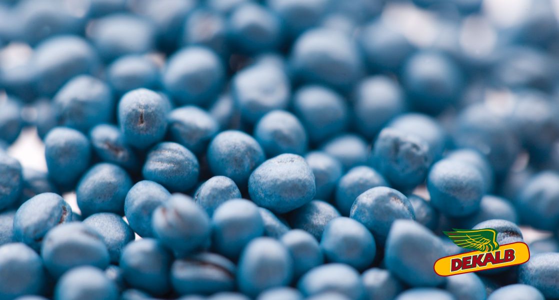 Ochrana řepky na podzim