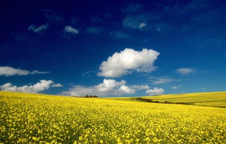 DK Excited – nový hybrid řepky ozimé s odolností TuYV