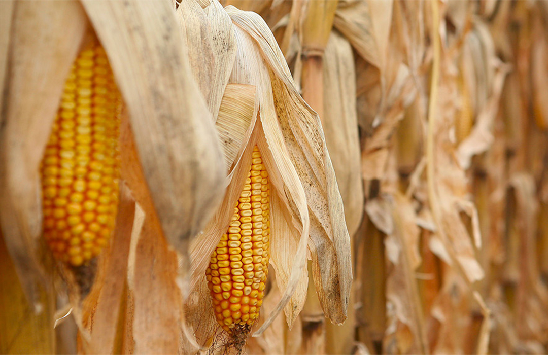 Ears of corn hanging from their stock nearing harvest.