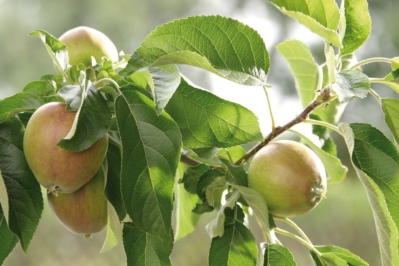 úroda citrusů