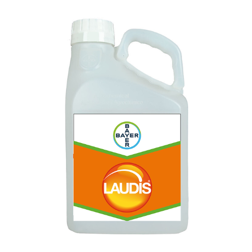 laudis